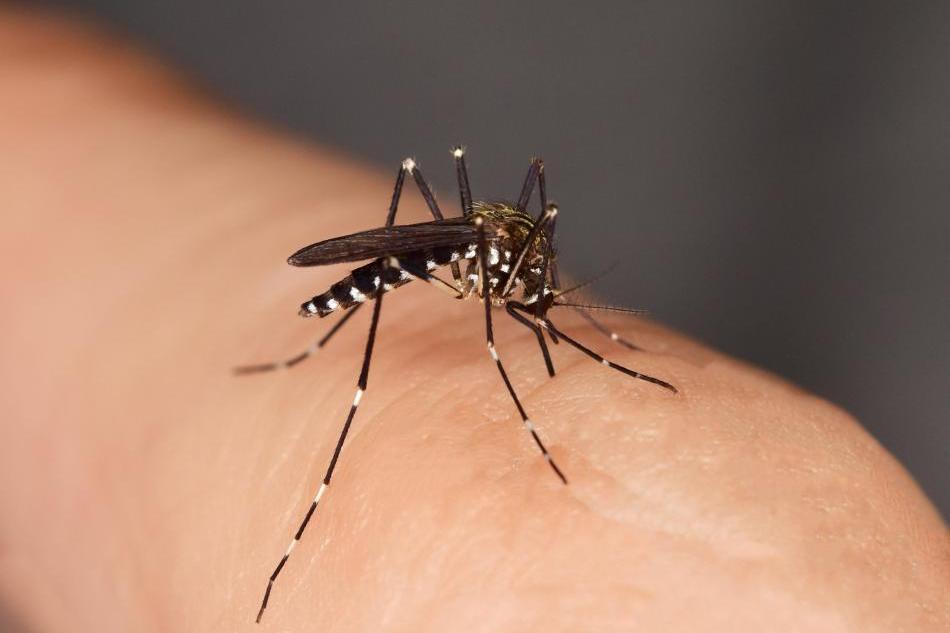 67 % de l’hexagone colonisé par le moustique tigre