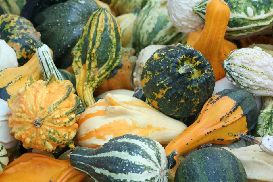 Attention aux courges amères