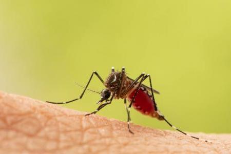 Des cas de dengue dans le sud de la France