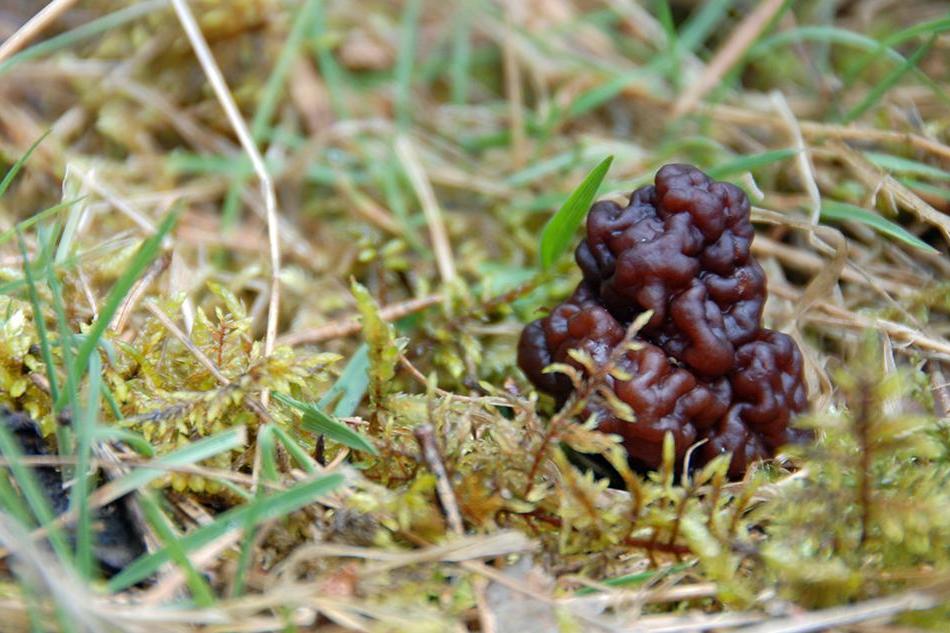Un champignon impliqué dans la maladie de Charcot ? lepharmacien, mon partenaire santé