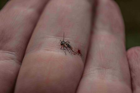 Les autorités surveillent les cas de dengue, impor