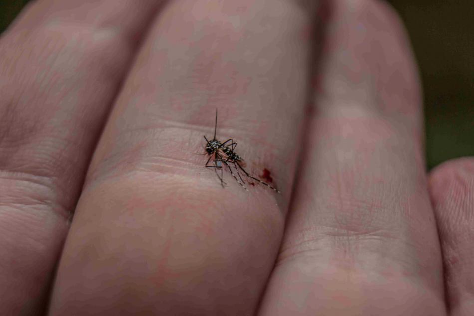 Moustique tigre: les symptômes de la dengue, quand s'inquiéter