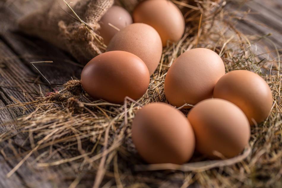 Les œufs des poulailler domestiques contaminés