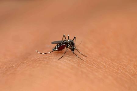 Moustique tigre : les cas de dengue scrutés en Fra