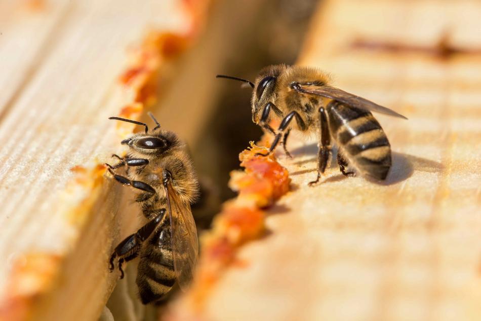 Trop de propolis ?